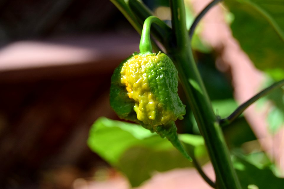 Ripening Carolina reapers