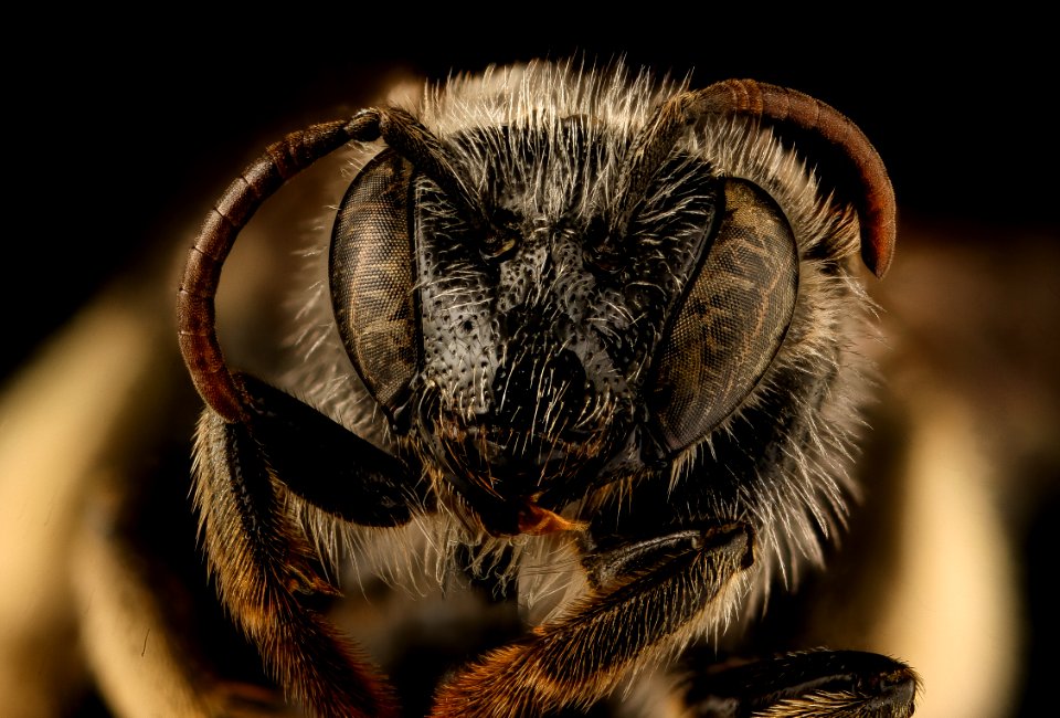 Macropis ciliata, head, f, nh, veit, powerline 2018-11-02-13.32.24 ZS PMax UDR
