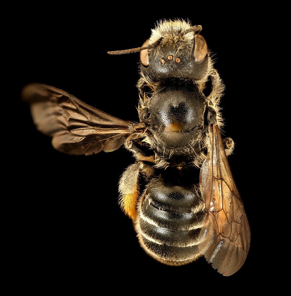 Hoplitis spoliata, f, back, Kent County MD 2019-03-21-23.57.08 ZS PMax UDR