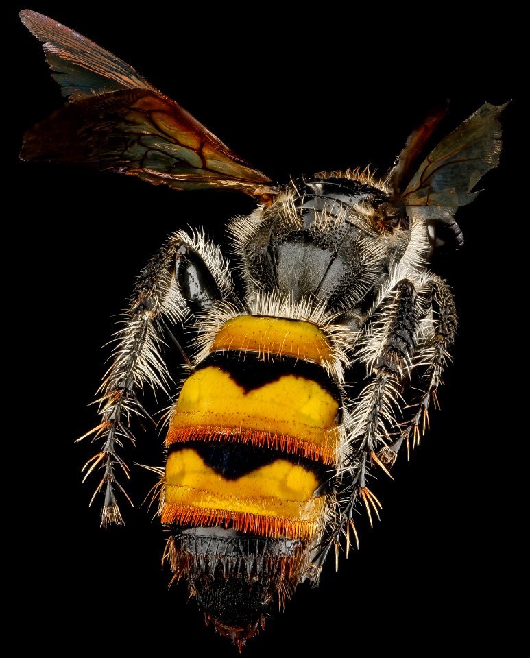 Campsomeris, F, back1, Dominican Republic 2012-12-04-16.43.11 ZS PMax