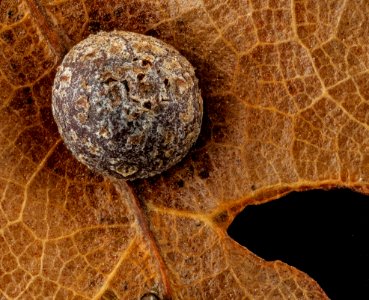 Pin oak gall, U, back, Upper Marlboro, MD 2012-10-31-15.36.12 ZS PMax