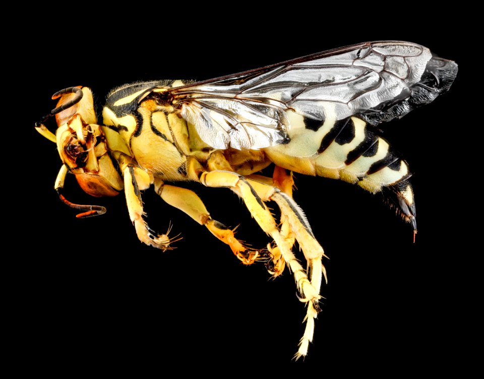 Sand Wasp. Female. Cuba. Side 2012-09-14-08.10