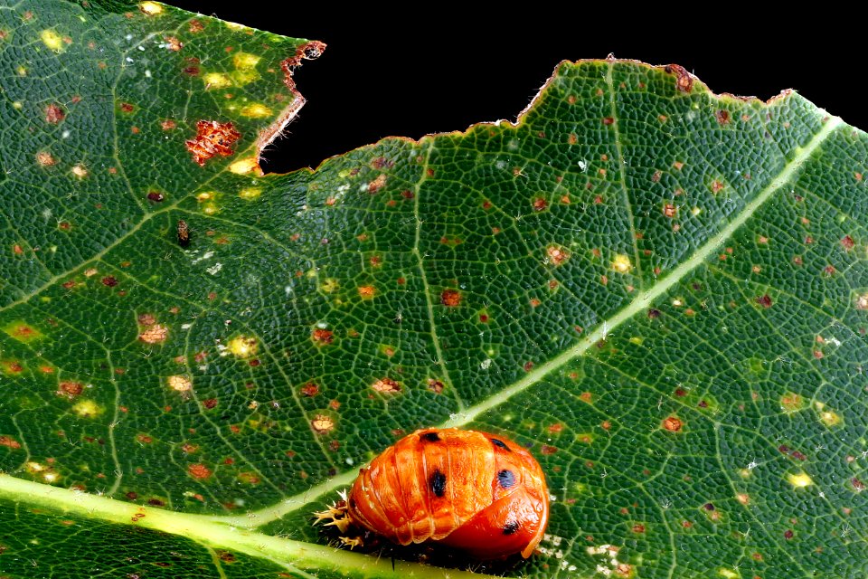 Ladybird pupa,-side 2012-08-02-16.02.24-ZS-PMax