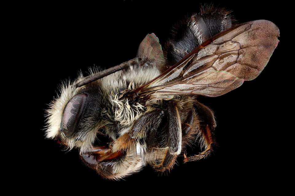 Megachile-gemula,-side 2012-07-02-16.53.27-ZS-PMax