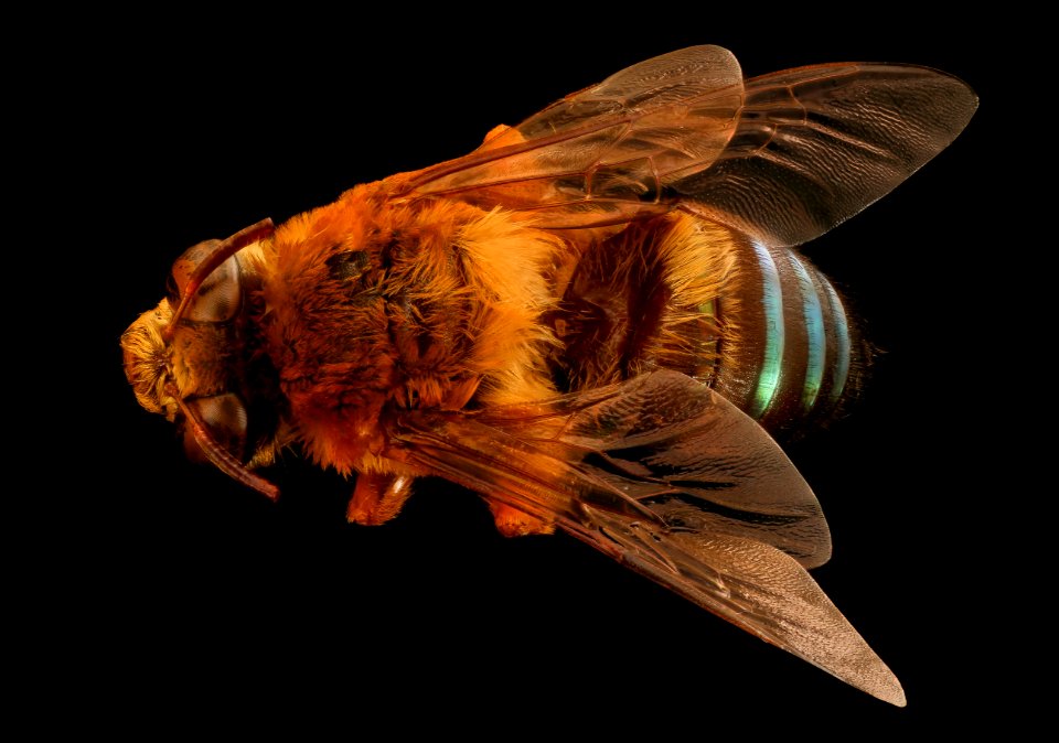 Oxaea austera, back, m, Rurrenbaque, Bolivia 2017-09-22-16.41