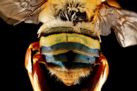 Centris-fasciata,-male,-top-1 2012-06-25-15.06.58-ZS-PMax photo