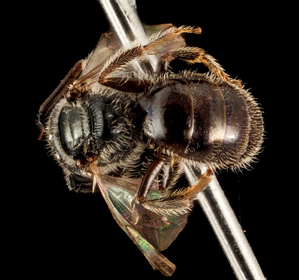 Lasioglossum platyparium, F, Back, MD, PG County 2014-08-26-12.15