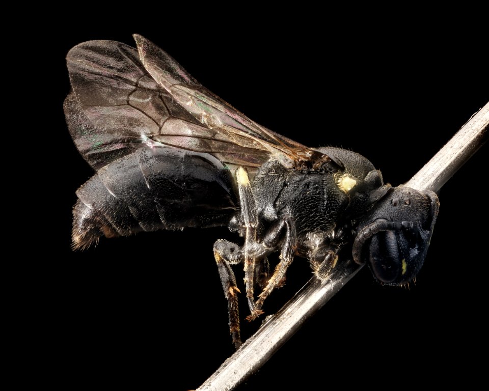 Hylaeus verticalis, f, side, NY, Esker Fen 2014-07-25-09.27