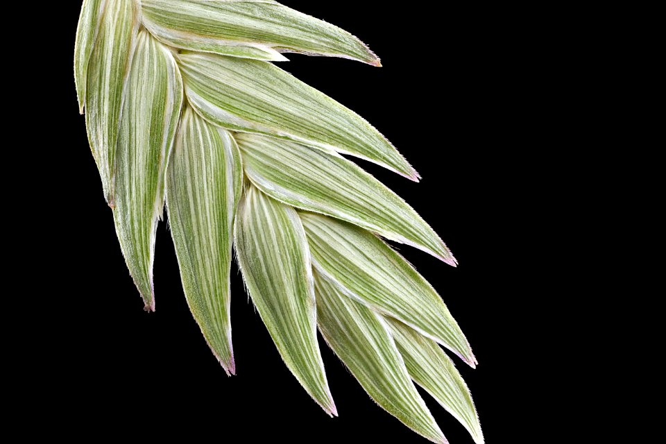 River-Oats,-face 2012-08-02-16.42.58-ZS-PMax
