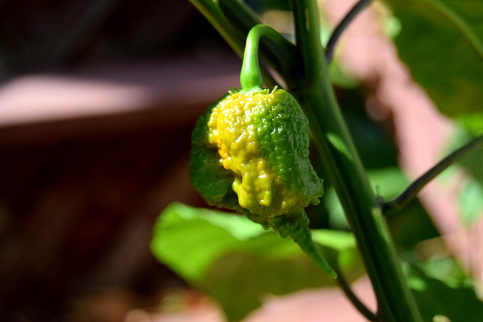 Ripening Carolina reapers