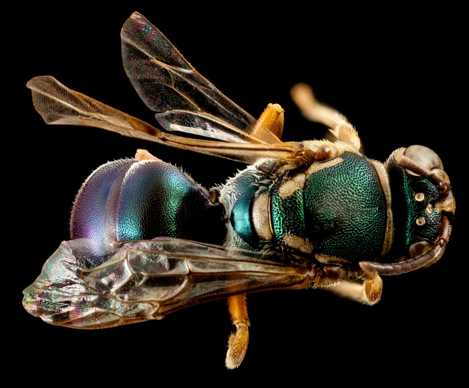 Palaeorhiza species, f, Papau New Guinea, back 2014-11-01-22.26.45 ZS PMax