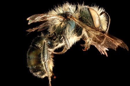 Osmia georgica, m, right side, Maryland 2016-06-27-18.10