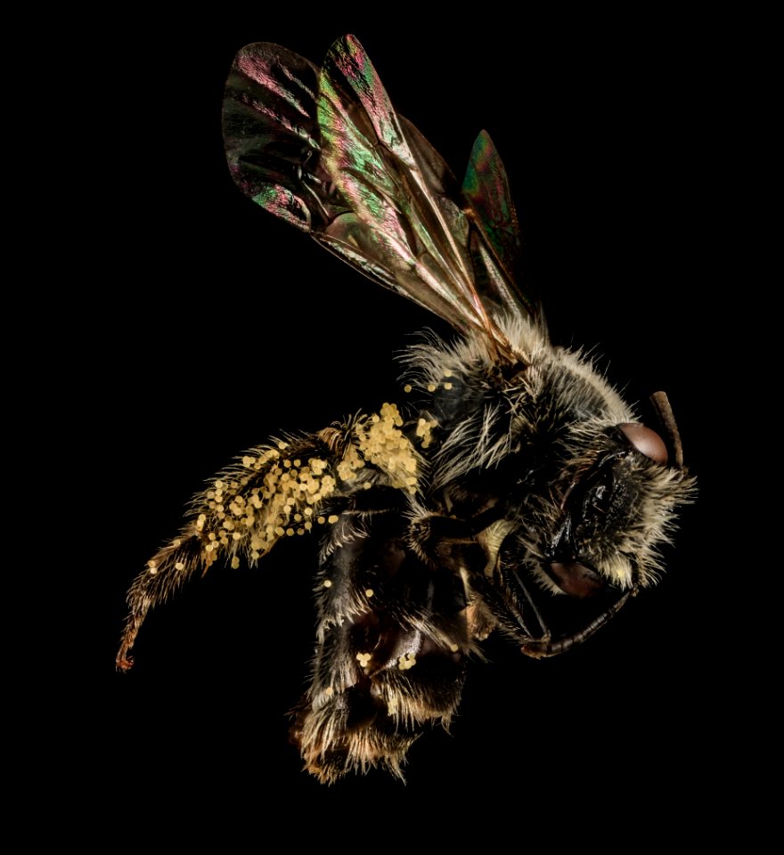 Andrena distans, F, Side, VA, Gales County 2014-01-23-16.37.47 ZS PMax