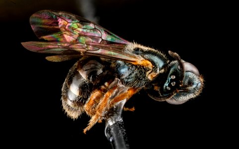 Lasioglossum tarponense, F, side, Florida, St John County 2013-03-04-18.24.20 ZS PMax