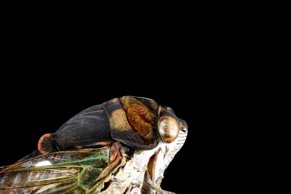 Tibicen tibicen,-side-of-face 2012-08-02-19.15.00-ZS-PMax