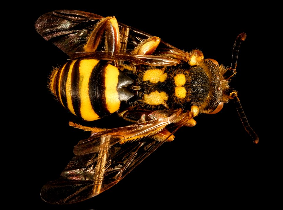 Nomada luteola, m, back, Maryland 2016-04-07-17.03