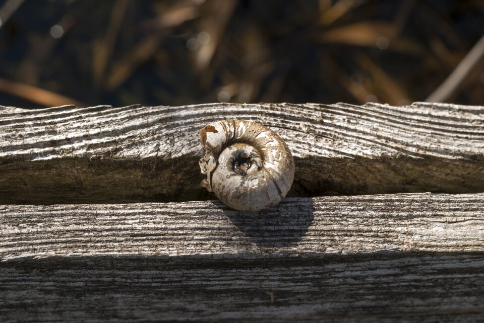 Lines scallop shell