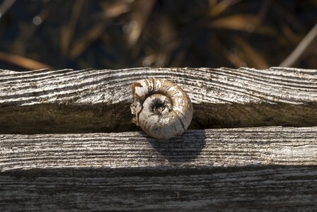 Lines scallop shell
