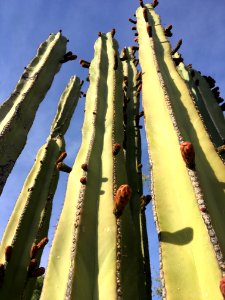 Reach for the Sky photo