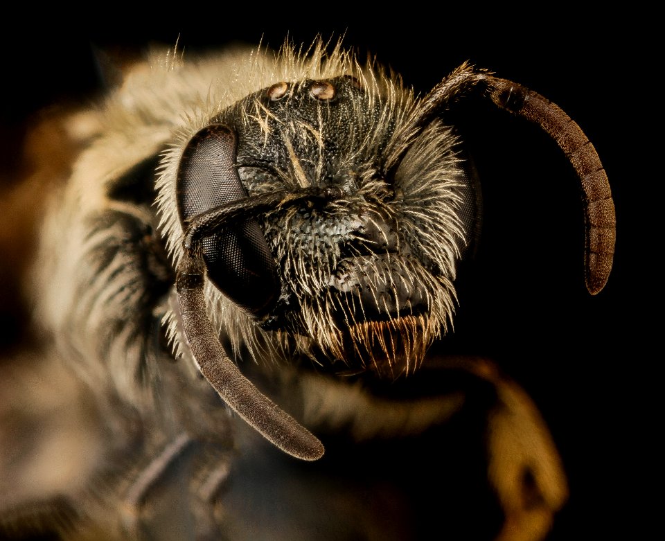 Lasioglossum desertum, f, ut, garfield, face 2015-06-12-19.04.08 ZS PMax UDR