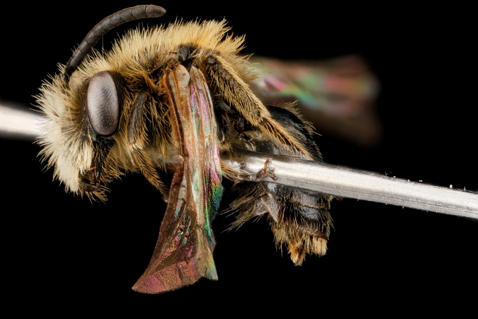 Andrena wheeleri, M, side, North Carolina, Buncombe County 2013-03-21-15.35