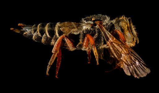 Coelioxys obtusiventris, f, right side, Clark Co., Rose Pond, CA 2016-03-02-12.29