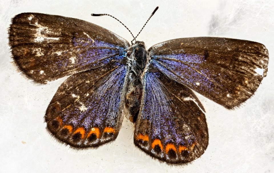 Lycaeides melissa samuelis, male, back 2013-01-24-14.30.45 ZS PMax