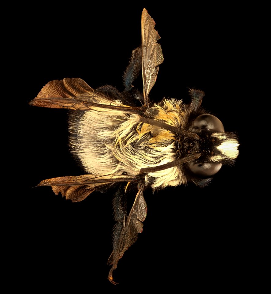 Chile species 82, m, back, Chile 2018-07-16-11.40.49 ZS PMax UDR