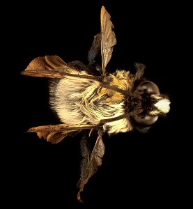 Chile species 82, m, back, Chile 2018-07-16-11.40.49 ZS PMax UDR