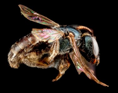 Lasioglossum halophitum, F, side, Florida, St. Johns County 2013-02-22-19.04.56 ZS PMax