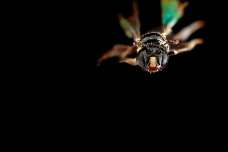 Ceratina cockerelli, female, face 2012-06-29-15.58.16 ZS PMax photo