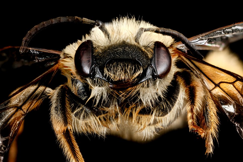 Eucera dubitata, F, face, West Virginia, Pleasants County 2013-03-12-14.56