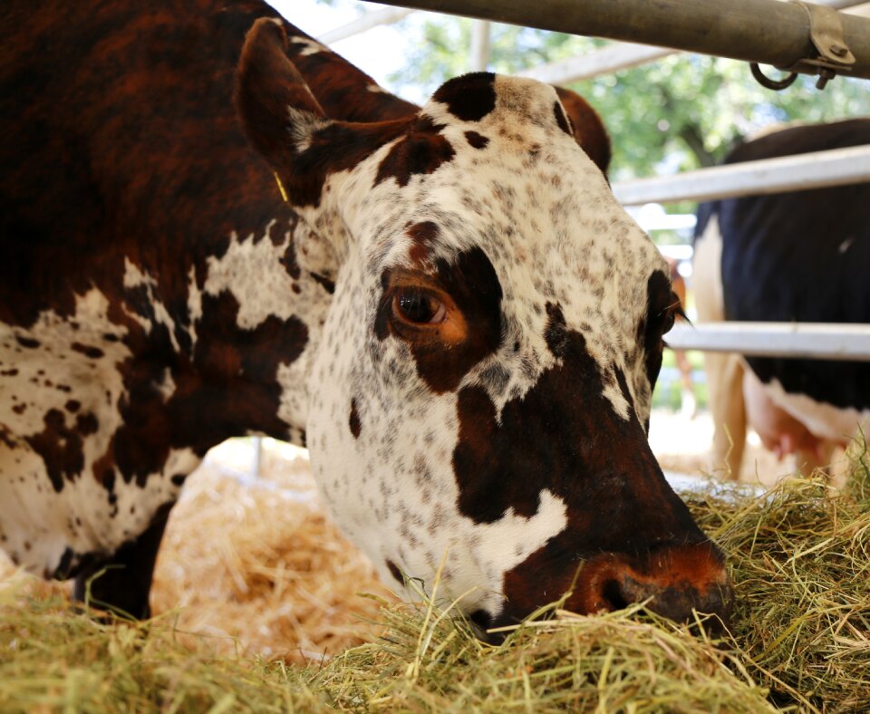 Cattle milk cow livestock