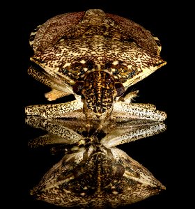 Brown marmorated stinkbug, U, face 2013-02-05-14.00.43 ZS PMax