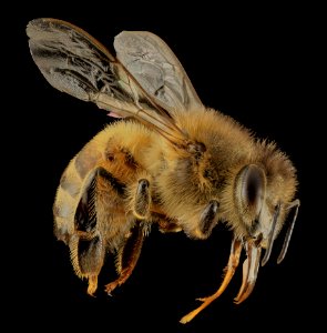 Honey bee, f, side, DC 2014-04-24-21.15.03 ZS PMax photo