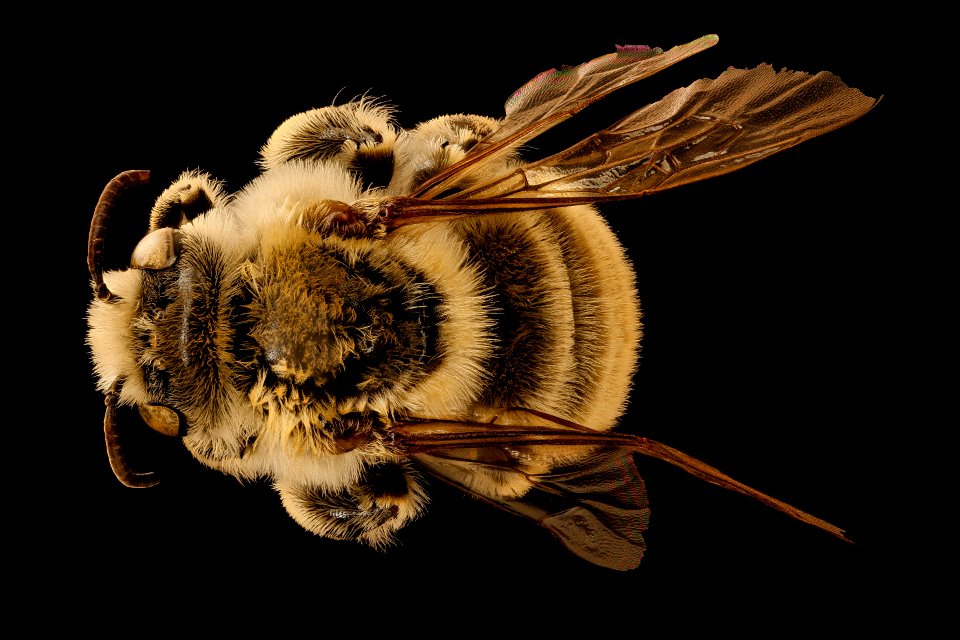 Diadasia australis, m, back, Jackson Co., SD 2018-08-10-18.24.46 ZS PMax UDR