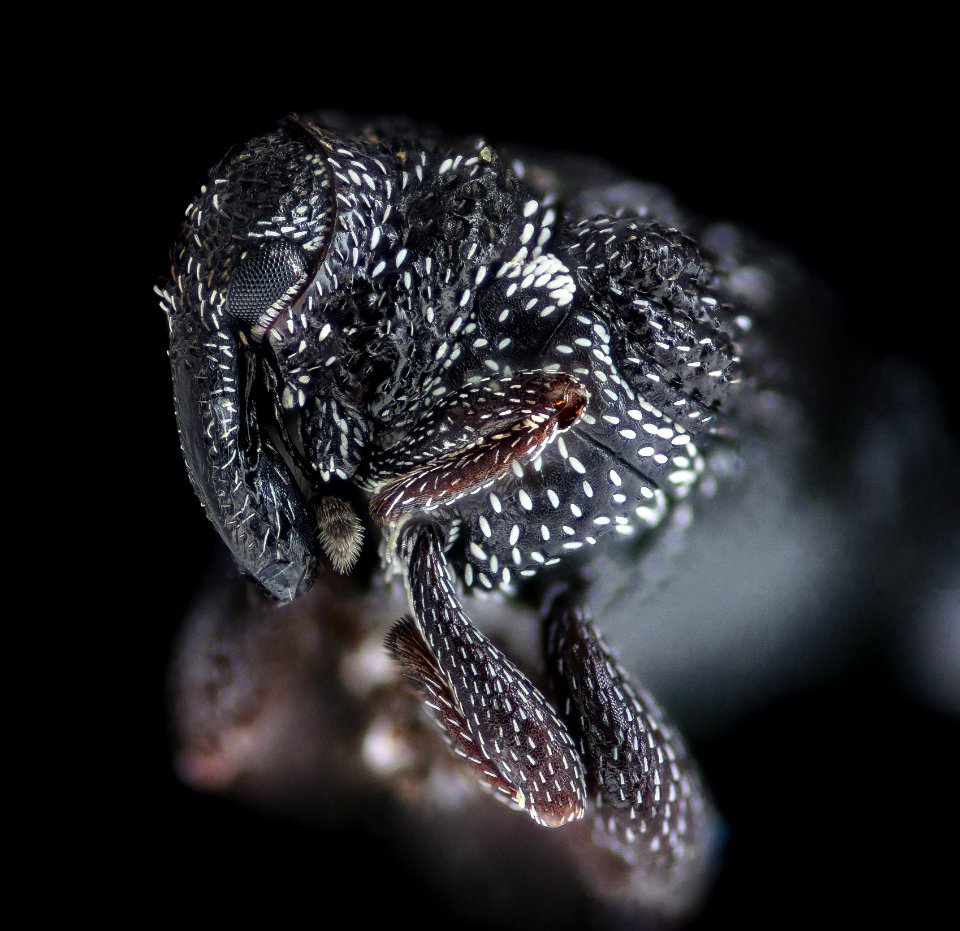 Plague doctor beetle, head shot 2020-08-19-16.52.37 ZS PMax UDR