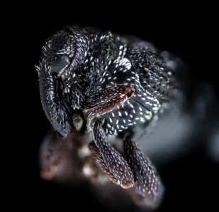 Plague doctor beetle, head shot 2020-08-19-16.52.37 ZS PMax UDR photo
