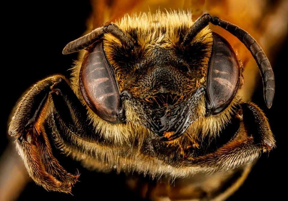 Megachile species b, female, face, Dominican Republic 2012-10-05-12.30.49 ZS PMax
