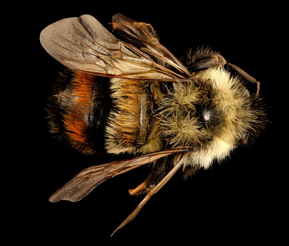 Bombus affinis, m, back, tucker county allstar 2018 wv 2018-11-01-12.01.22 ZS PMax UDR