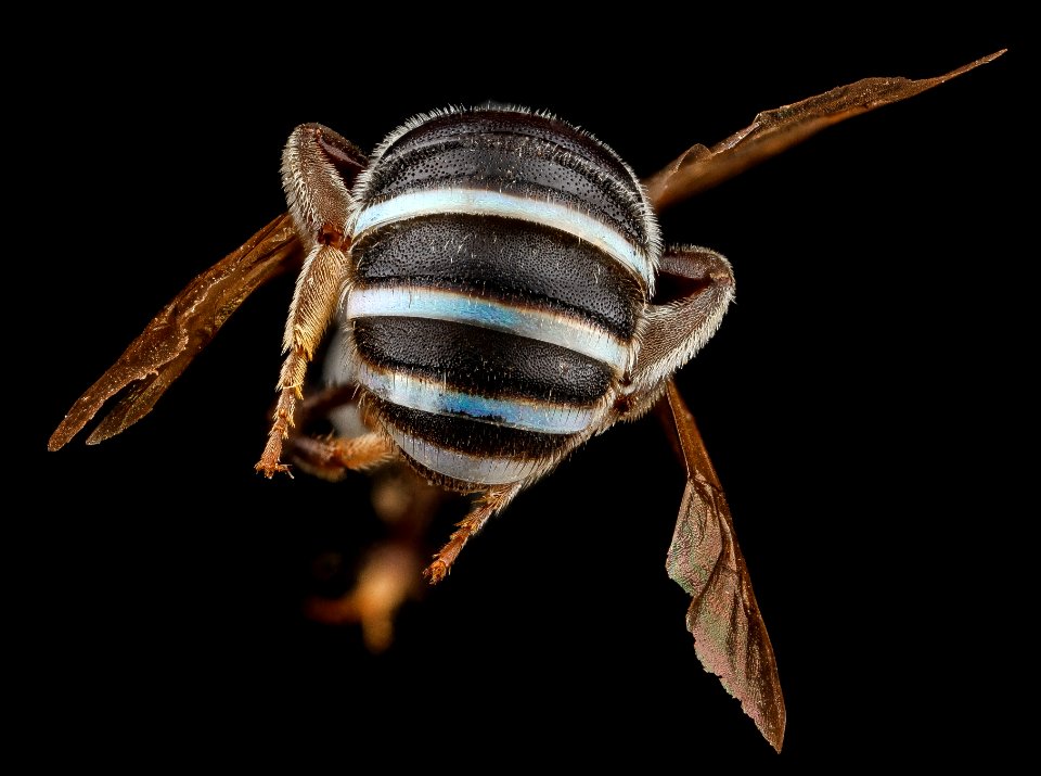Nomia maneei, M, abdomen, Carolina Sandhills NWR, SC 2012-11-08-15.53.23 ZS PMax