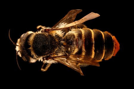 Lithurgus chrysurus, f, back, Pika County, PA 2019-03-22-04.37.25 ZS PMax UDR
