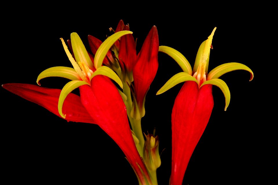 Spigelia marilandica 3, Pinkroot, Howard Co, Md, Green Farmacy Garden, H Metzman 2018-06-20-22.13.16 ZS PMax UDR