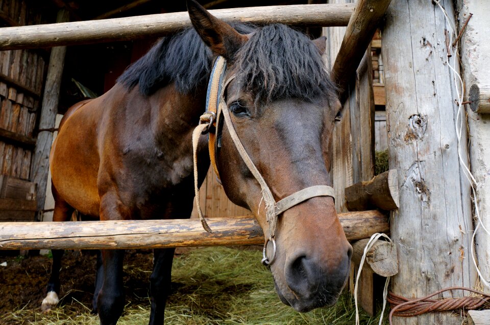 Stallion farm nature