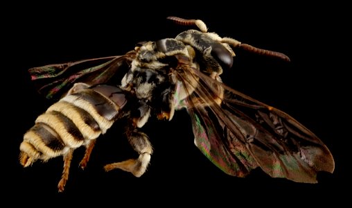 Paranomada velutina, m, arizona, angle 2014-08-08-14.11.49 ZS PMax
