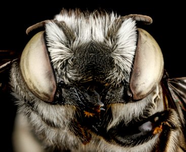 Megachile pseudobrevis, U, face, Georgia, Camden County 2013-01-24-14.59.20 ZS PMax photo