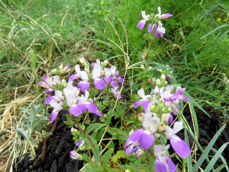 Moroccan Toadflax Linaria Maroccana