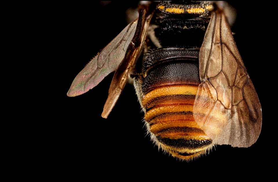 bee dna extraction 132, praz, f, angle, mexico 2014-08-07-12.54.42 ZS PMax