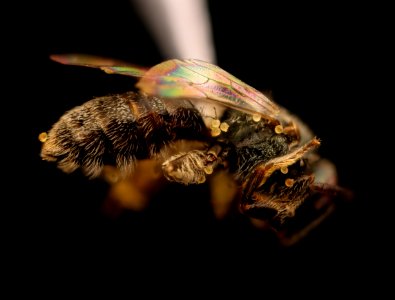 Lasioglossum hitchensi,f, right side, PA, Columbia 2017-07-19-17.00