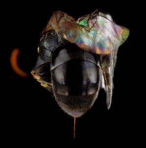 Hylaeus wootoni, female, back1 2012-08-01-13.16.14 ZS PMax